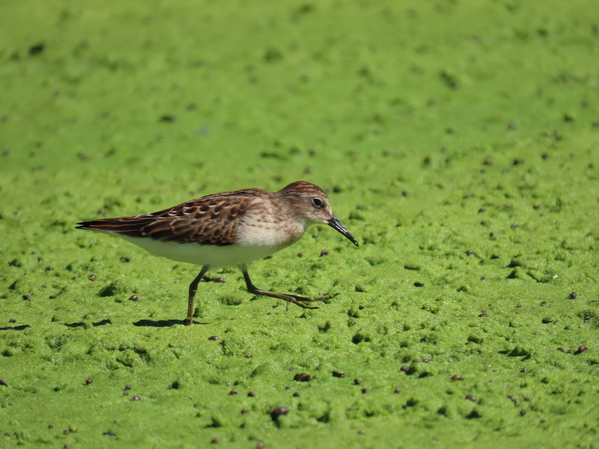 Least Sandpiper - ML641175157