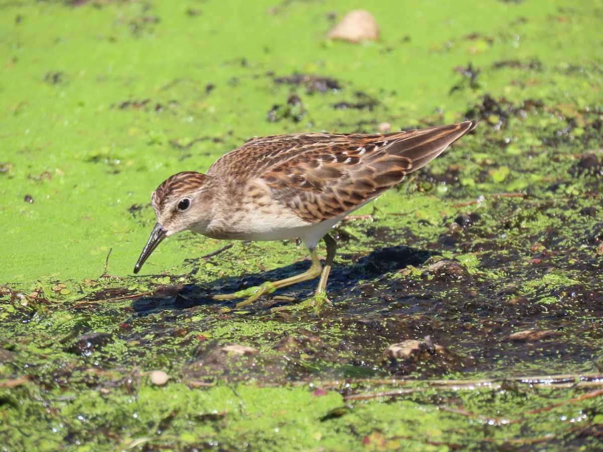 Least Sandpiper - ML641175158