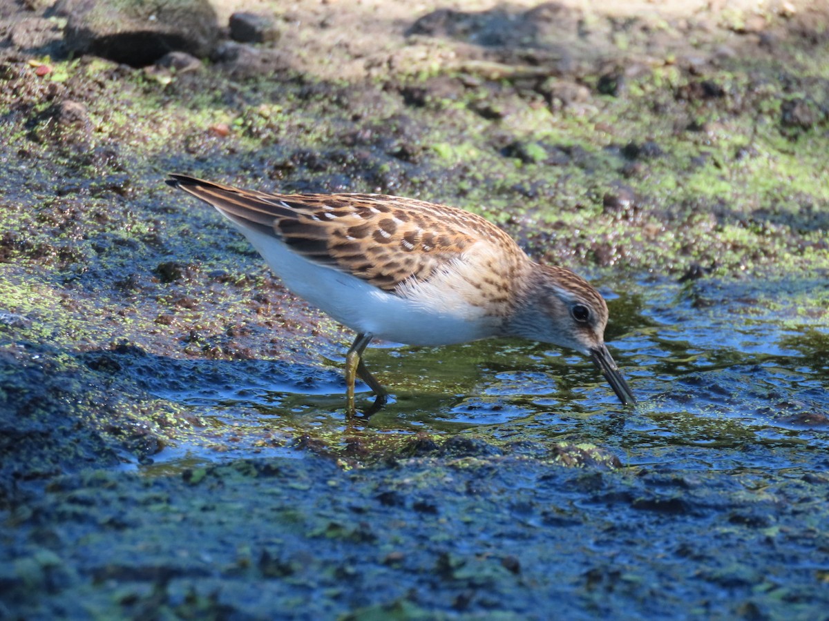 Least Sandpiper - ML641175159