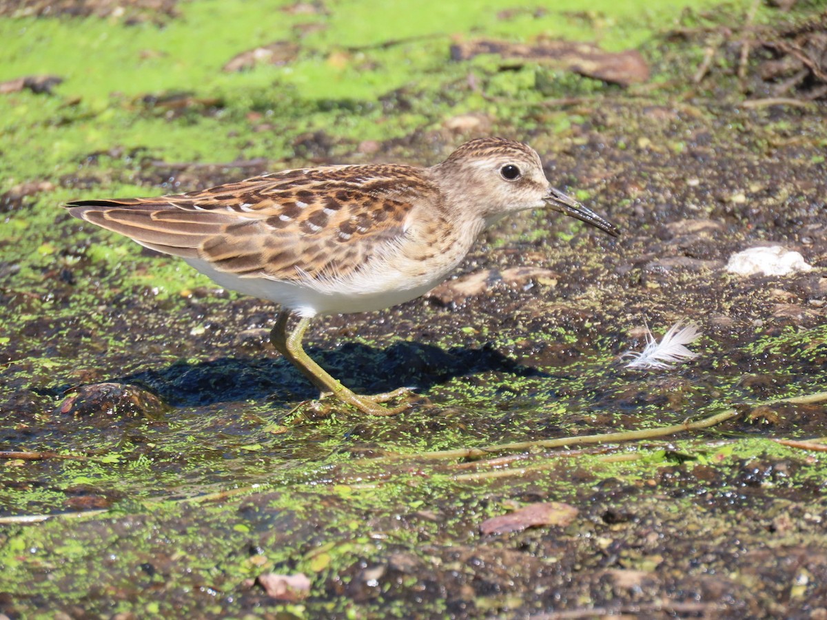 Least Sandpiper - ML641175160