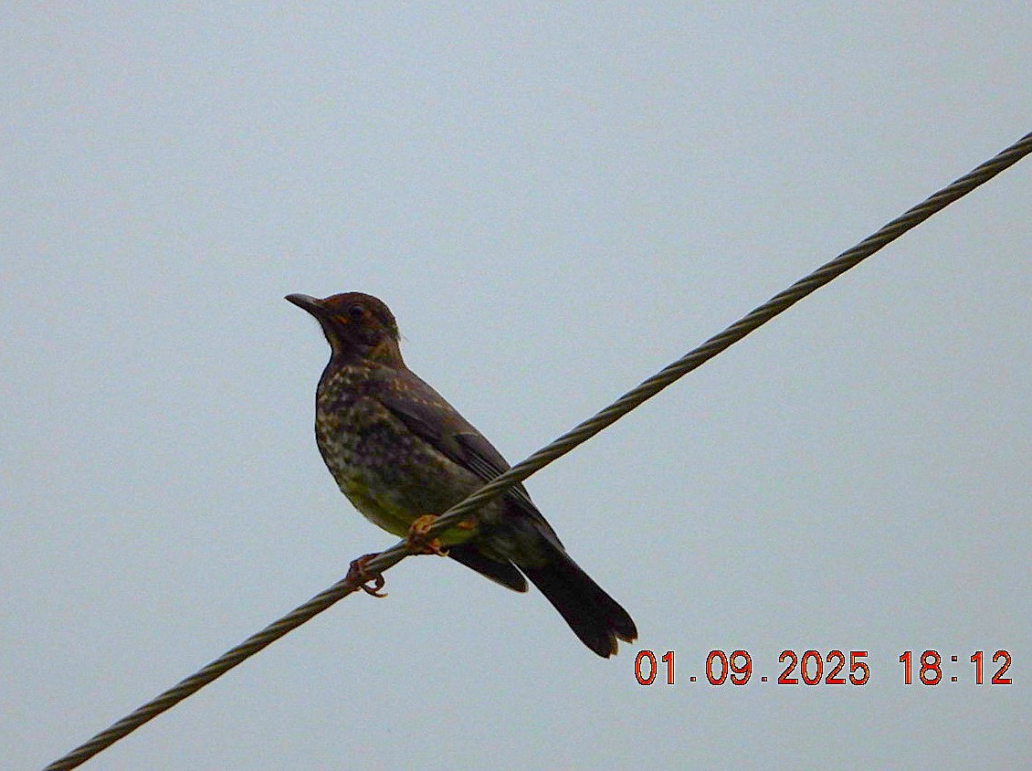 Merle des Nilgiri - ML641175203