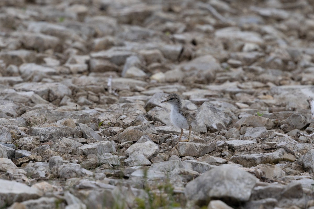 flekksnipe - ML641175213