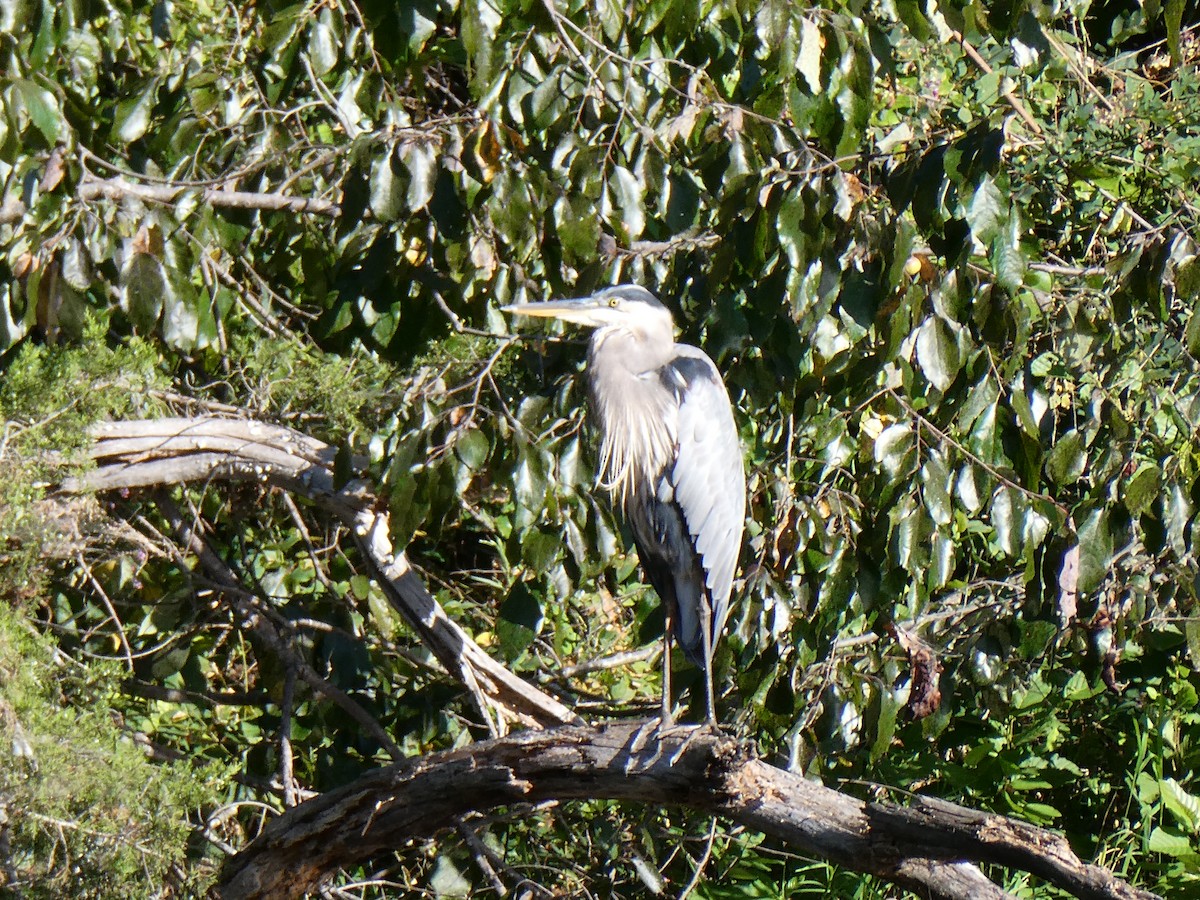 Great Blue Heron - ML641175225