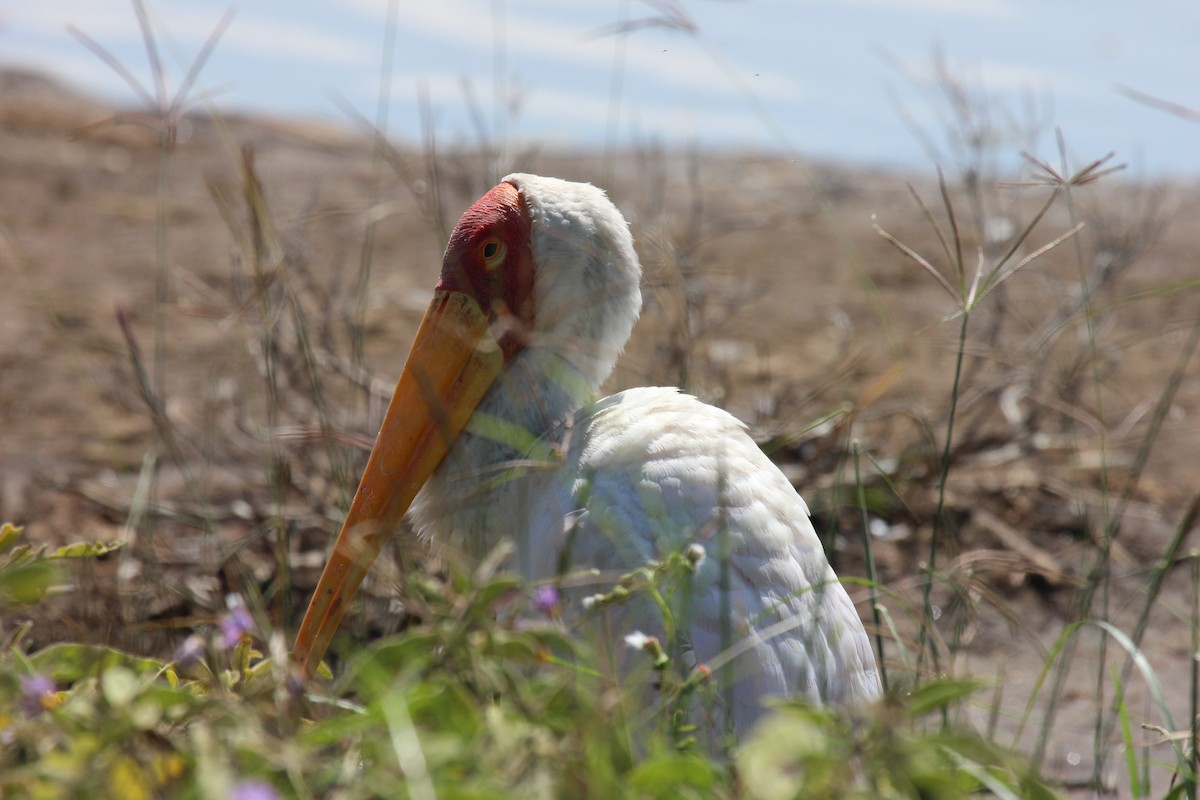 Yellow-billed Stork - ML641175228
