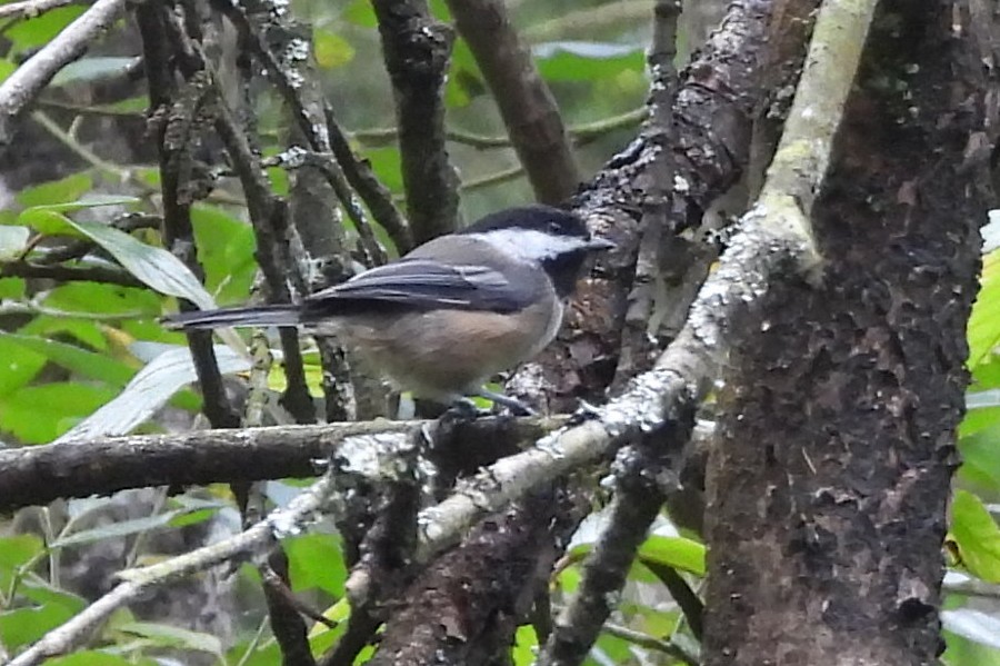 Black-capped Chickadee - ML641175239