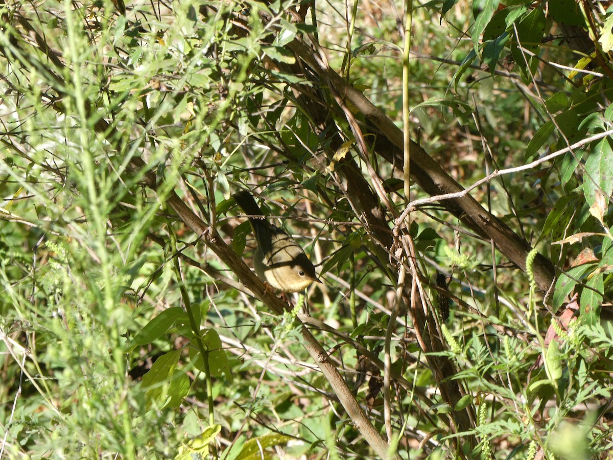 Common Yellowthroat - ML641175241