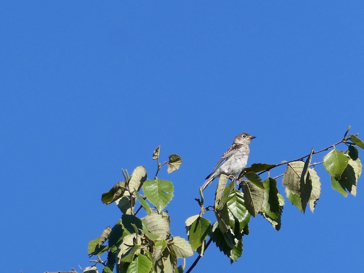 Eastern Bluebird - ML641175246