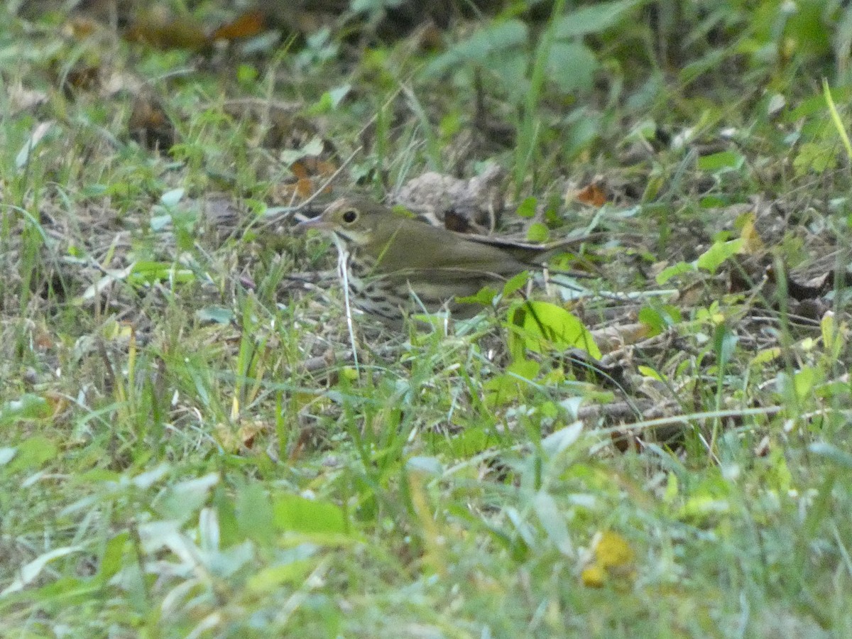 Ovenbird - ML641175249