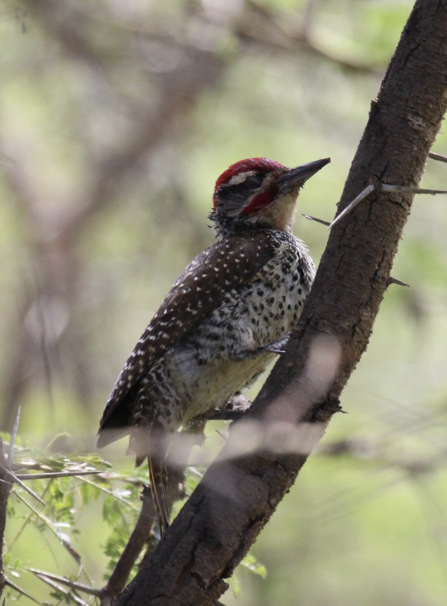 Nubian Woodpecker - ML641175259
