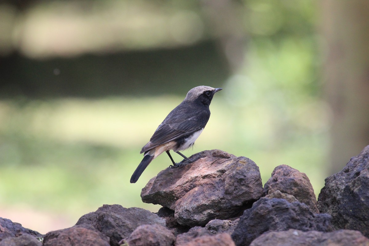 Abyssinian Wheatear - ML641175290