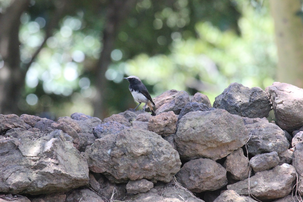 Abyssinian Wheatear - ML641175291