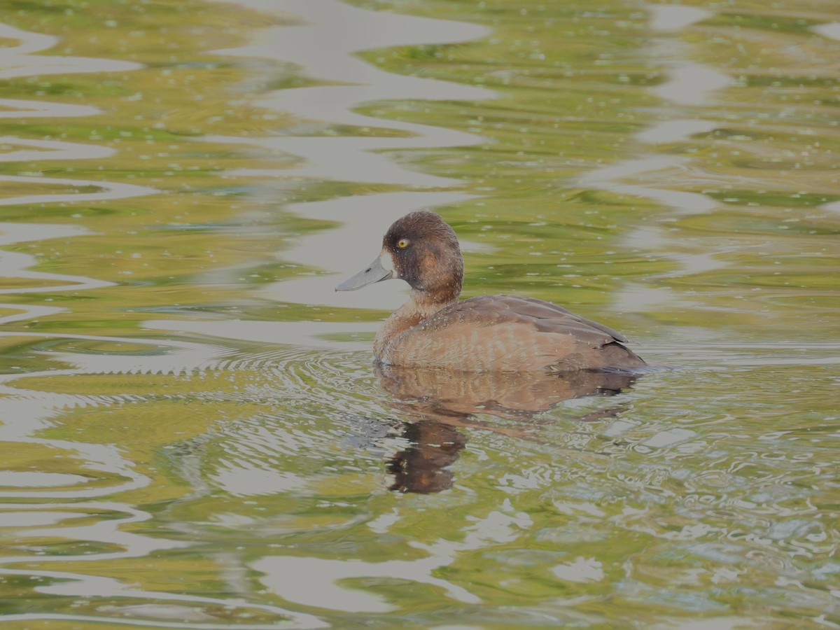 Greater/Lesser Scaup - ML641175296