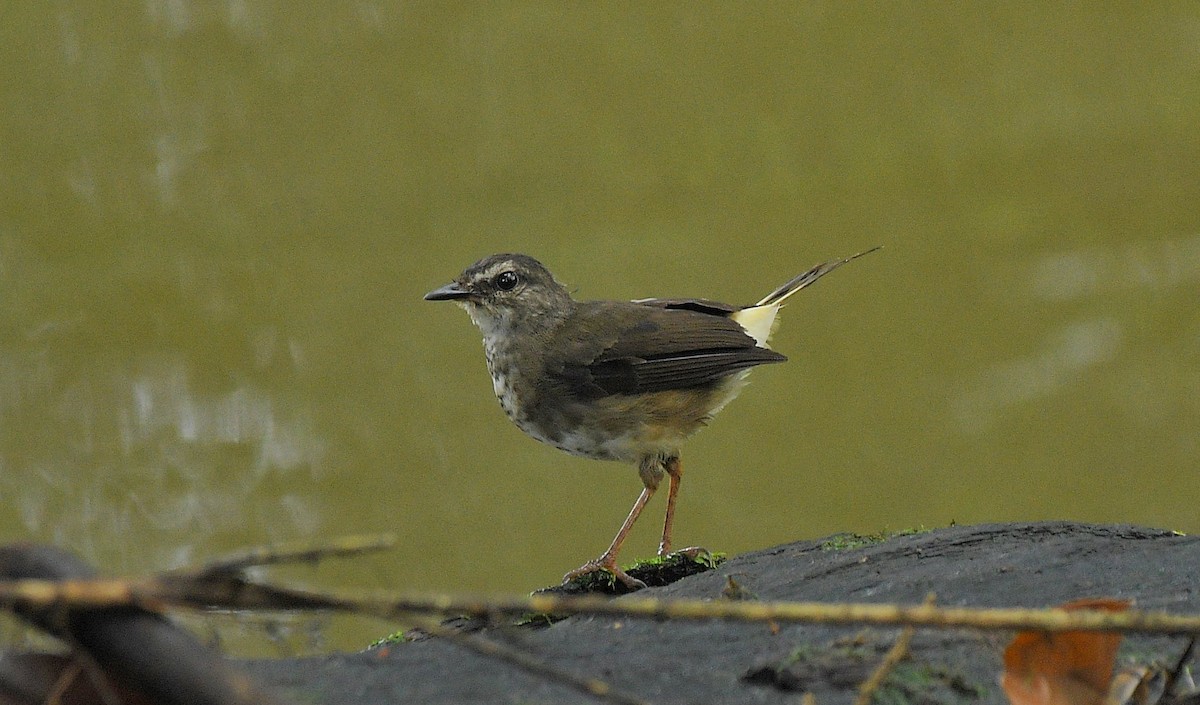 Buff-rumped Warbler - ML641175312