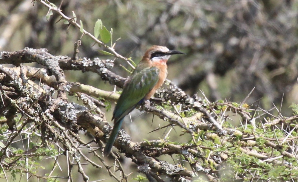 White-fronted Bee-eater - ML641175316