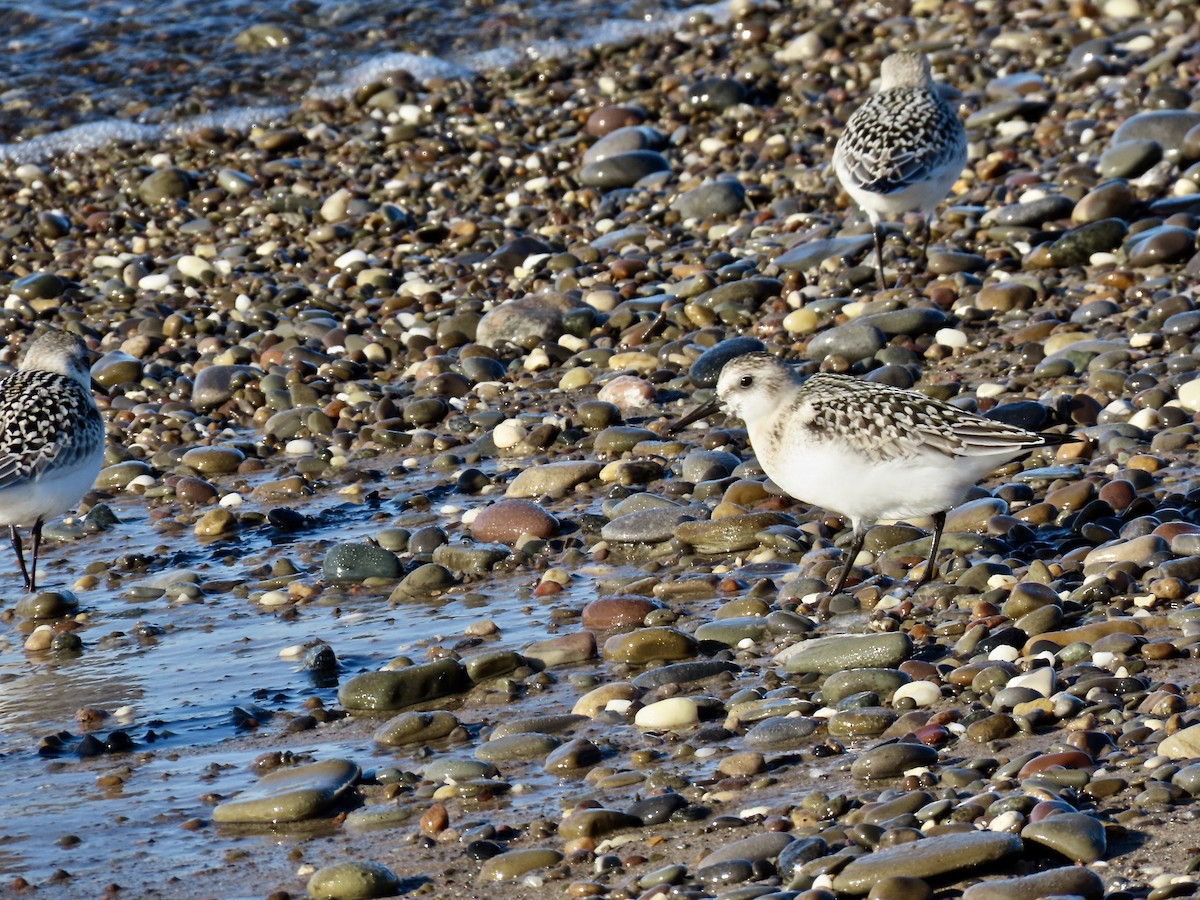Sanderling - ML641175354