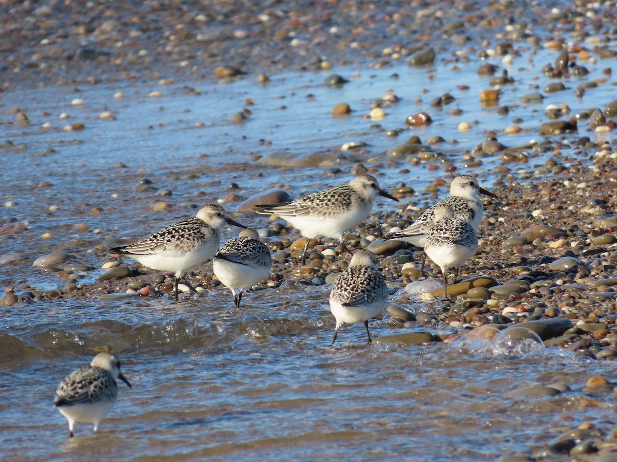 Sanderling - ML641175356