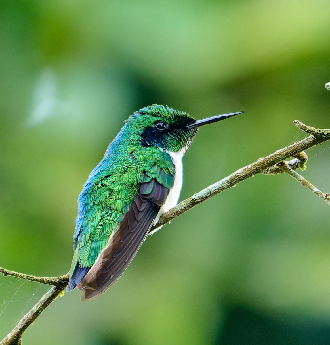 Black-eared Fairy - ML641175359