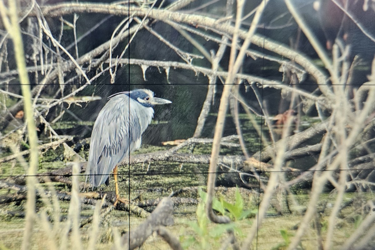 Yellow-crowned Night Heron - ML641175364
