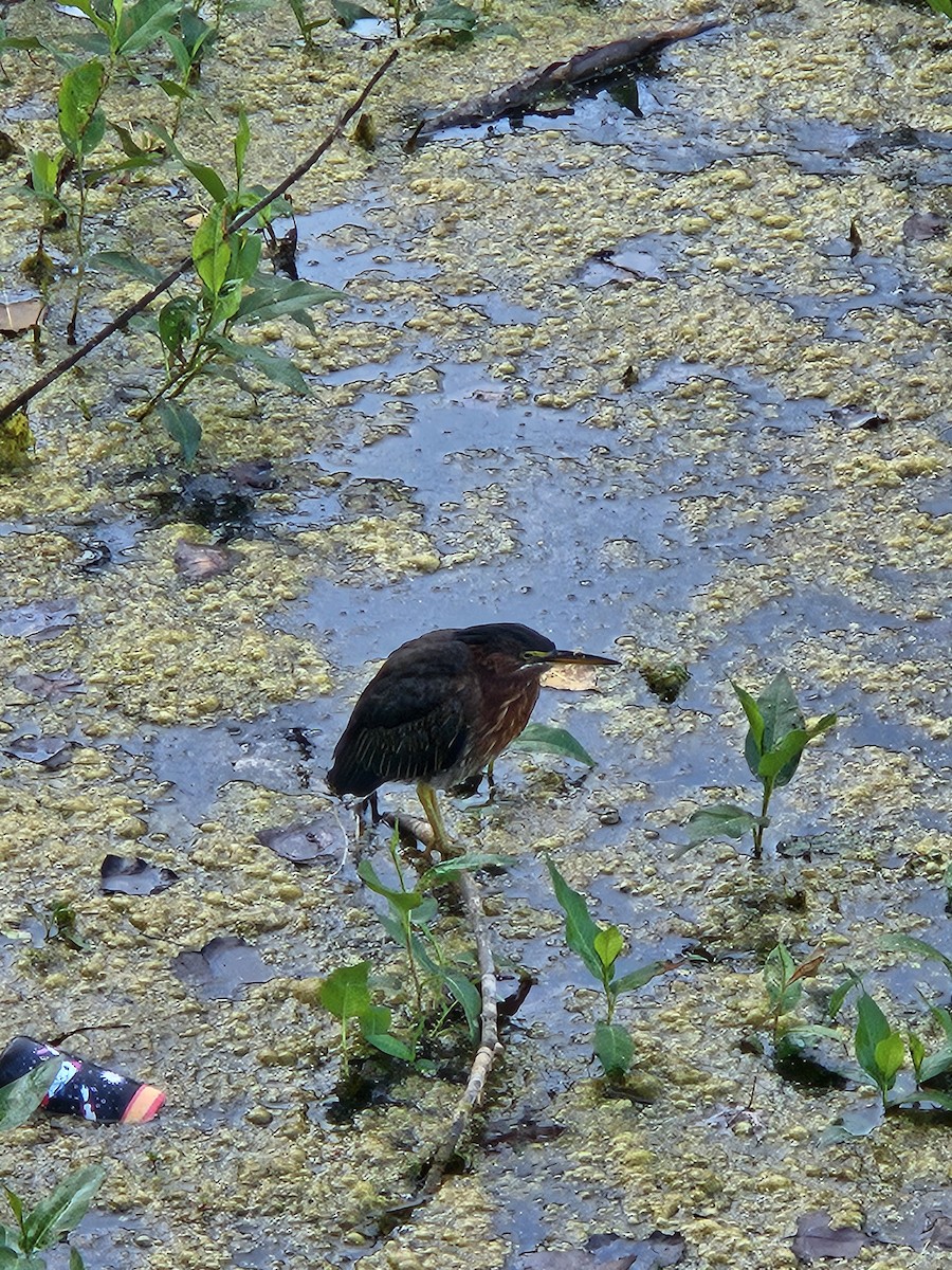 Green Heron - ML641175368
