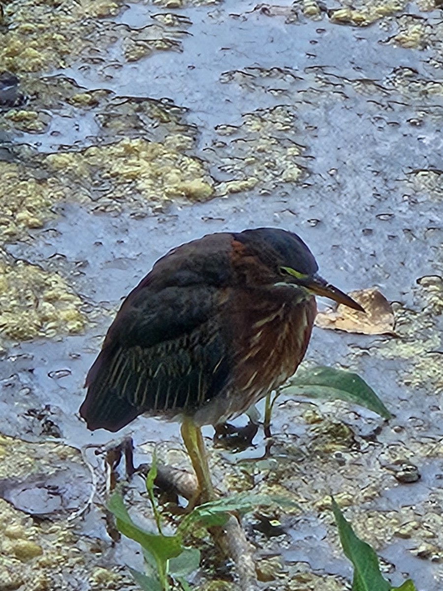 Green Heron - ML641175369
