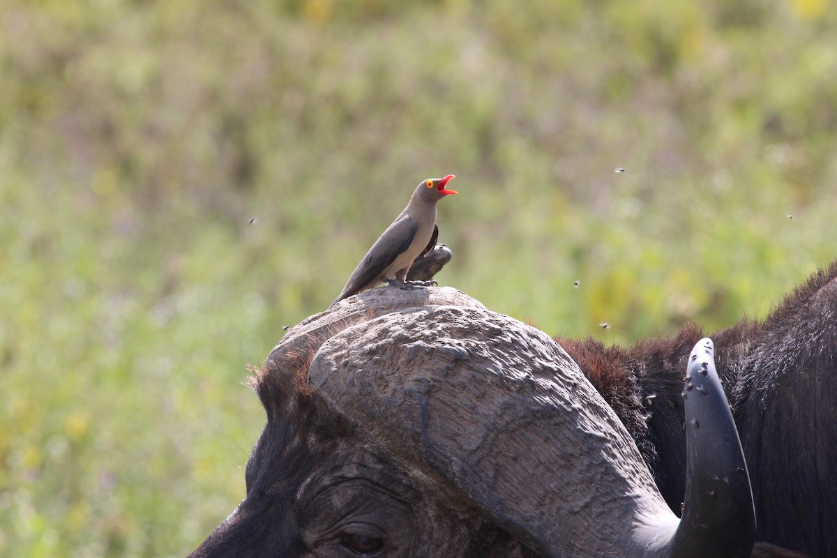 Red-billed Oxpecker - ML641175378