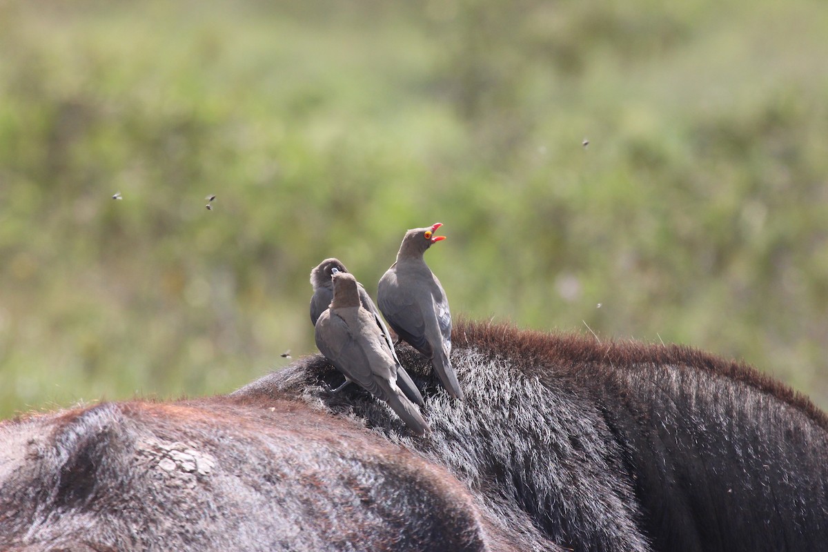 Red-billed Oxpecker - ML641175388