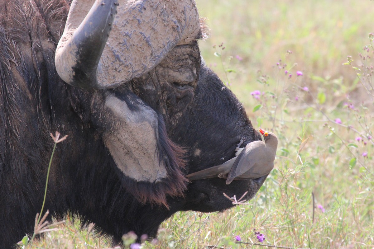 Red-billed Oxpecker - ML641175389