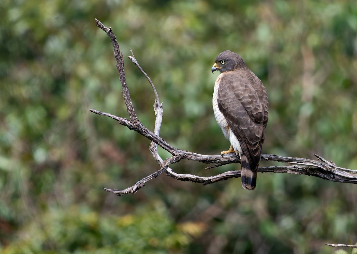 Roadside Hawk - ML641175393