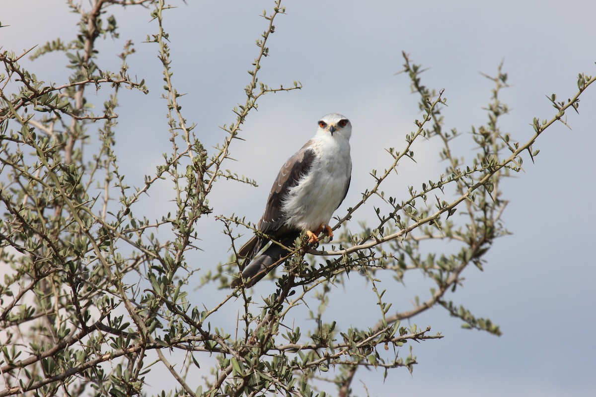 Black-winged Kite - ML641175403