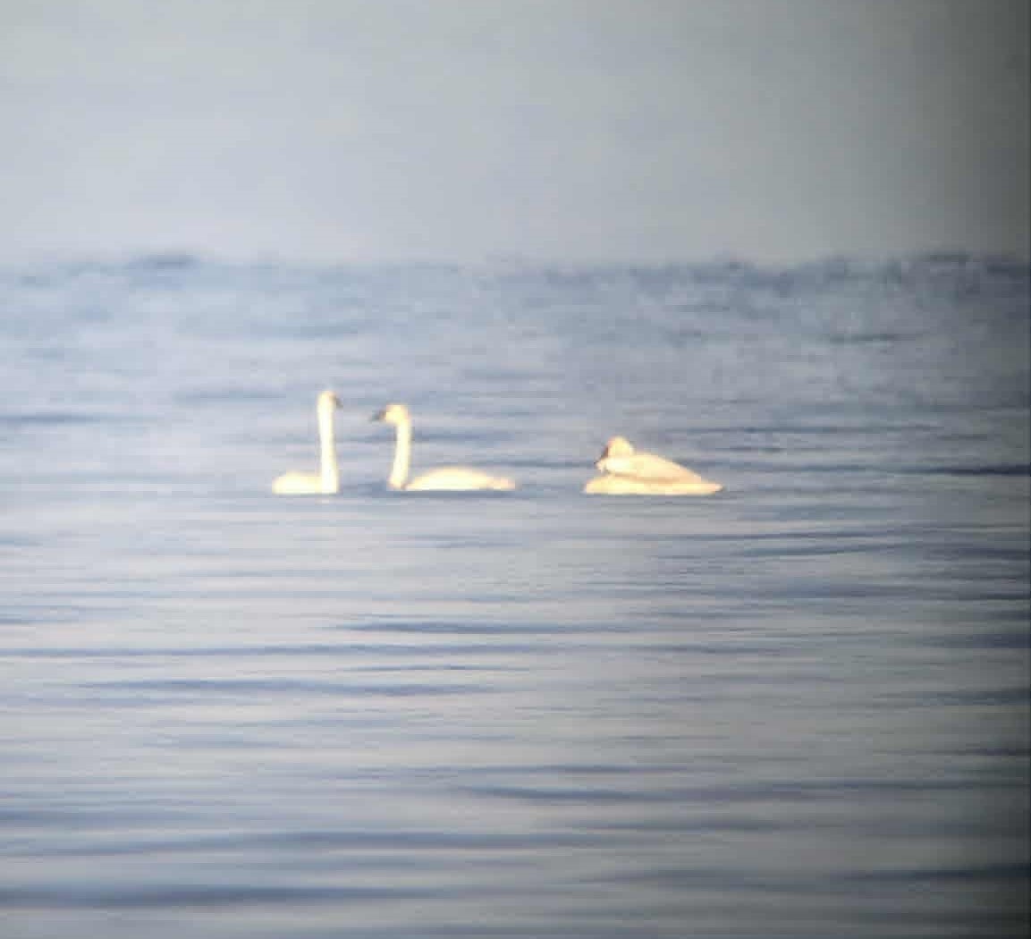 Trumpeter Swan - ML641175408