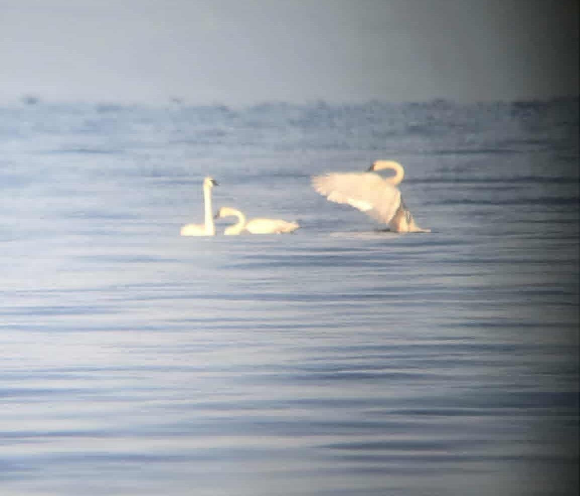 Trumpeter Swan - ML641175409