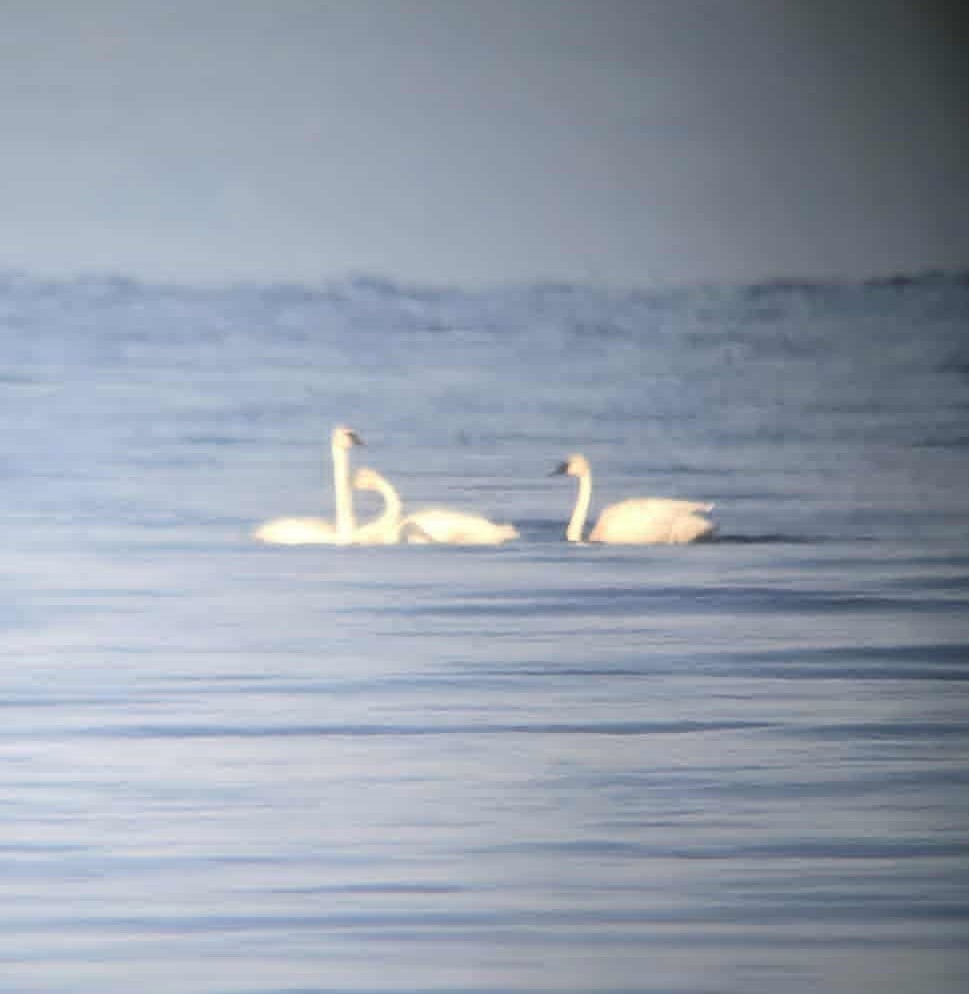 Trumpeter Swan - ML641175410