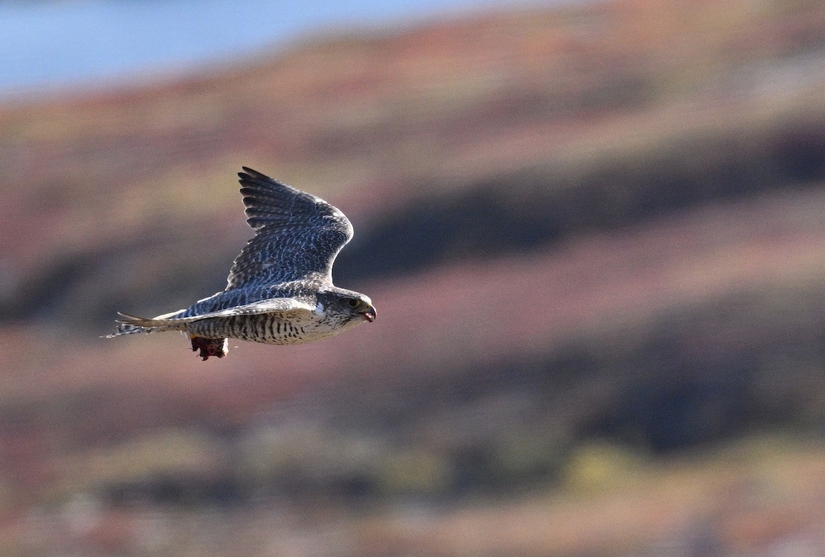 Gerfalke - ML641175440