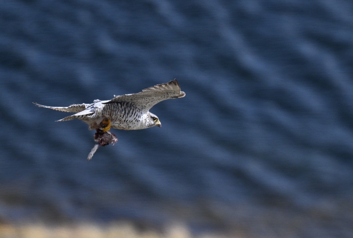 Gerfalke - ML641175441