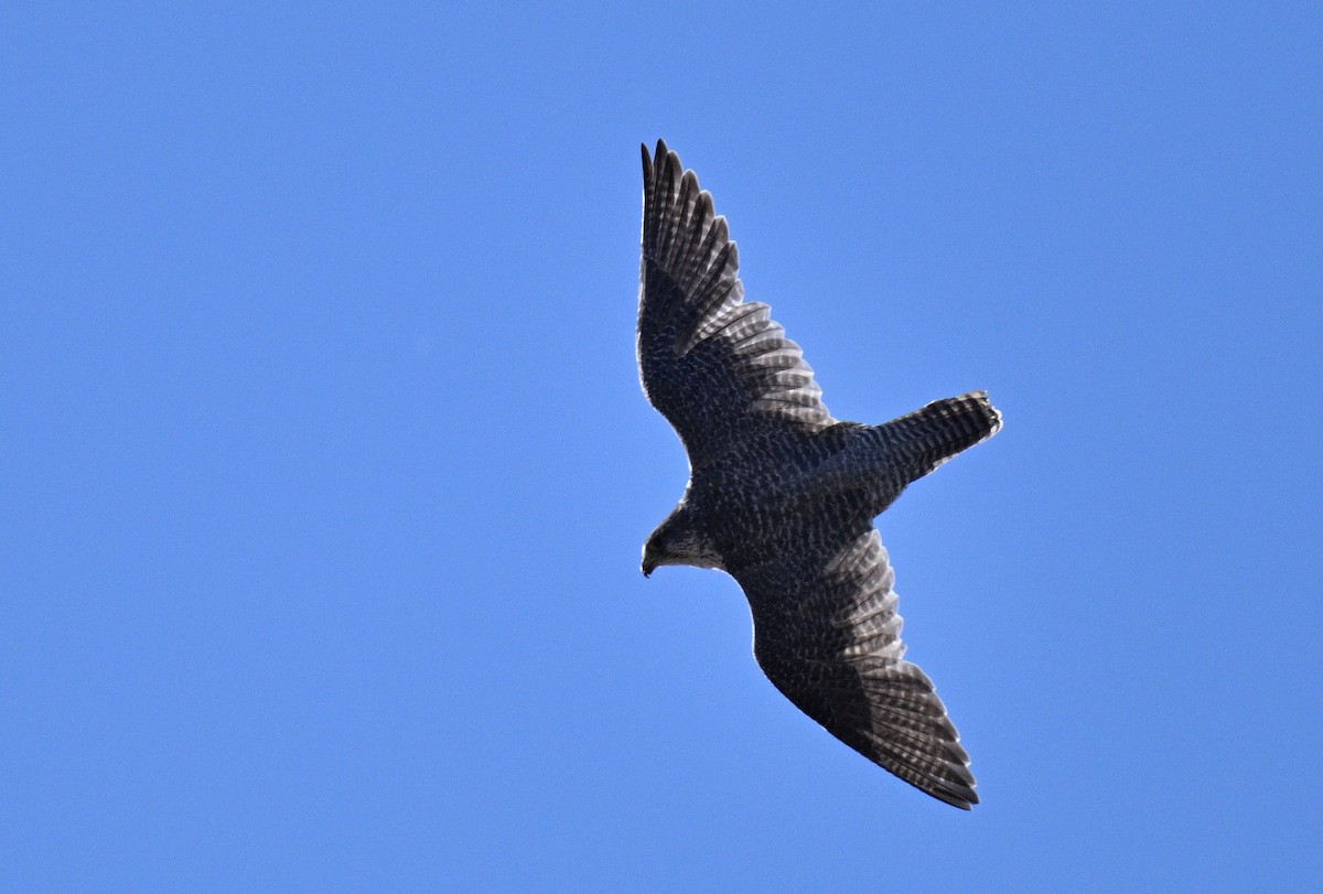 Gerfalke - ML641175443