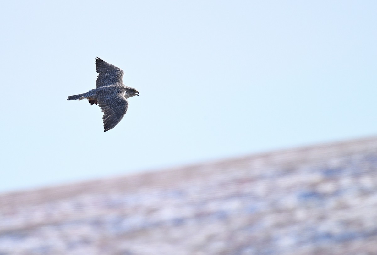 Gerfalke - ML641175444