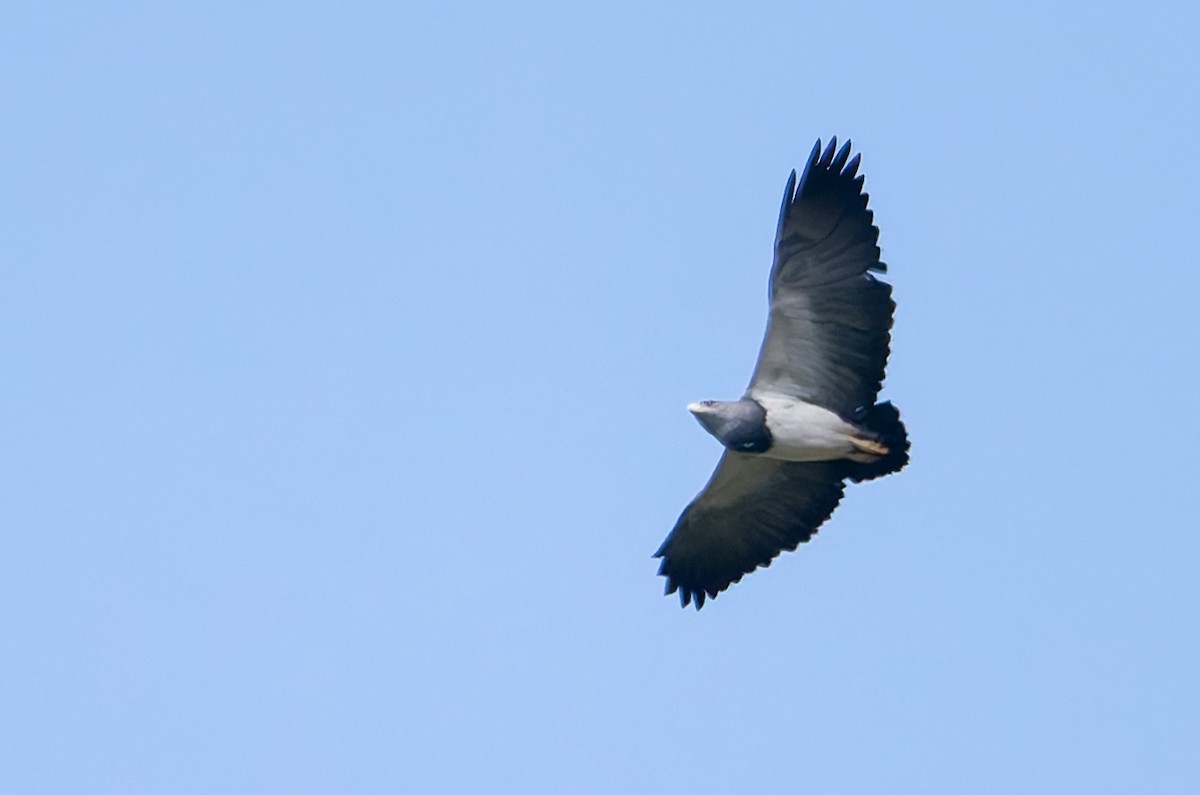 Black-chested Buzzard-Eagle - ML641175449