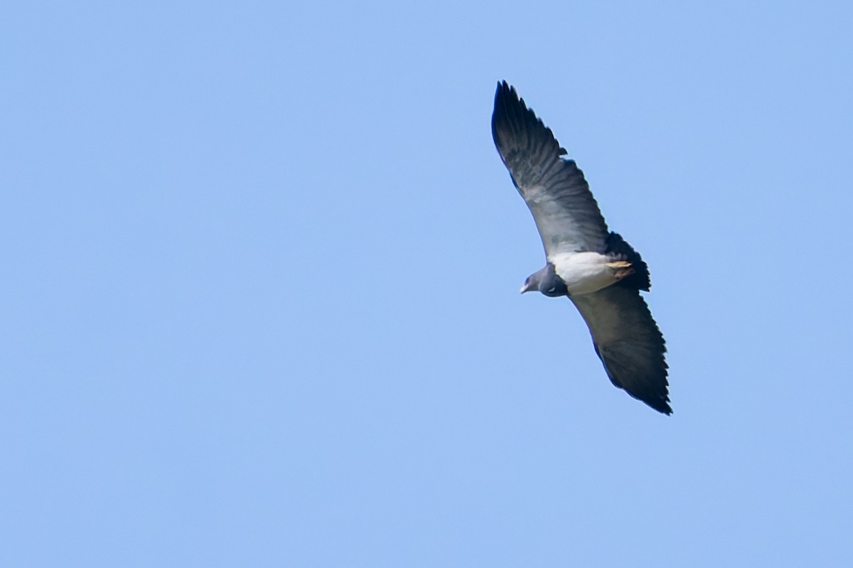 Black-chested Buzzard-Eagle - ML641175450