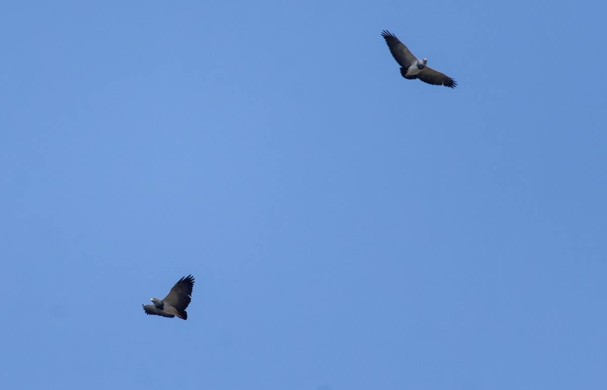 Black-chested Buzzard-Eagle - ML641175451