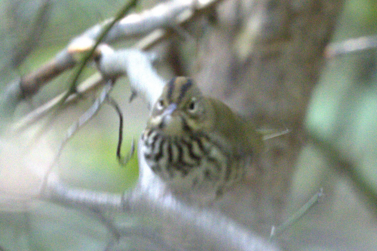 Ovenbird - ML641175455