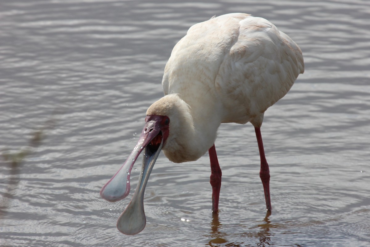 African Spoonbill - ML641175456