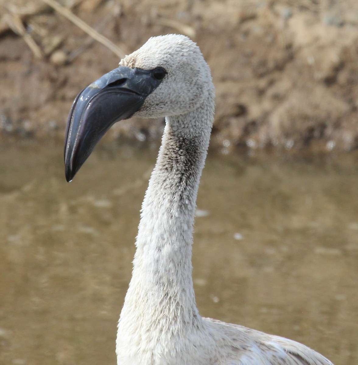 Lesser Flamingo - ML641175494