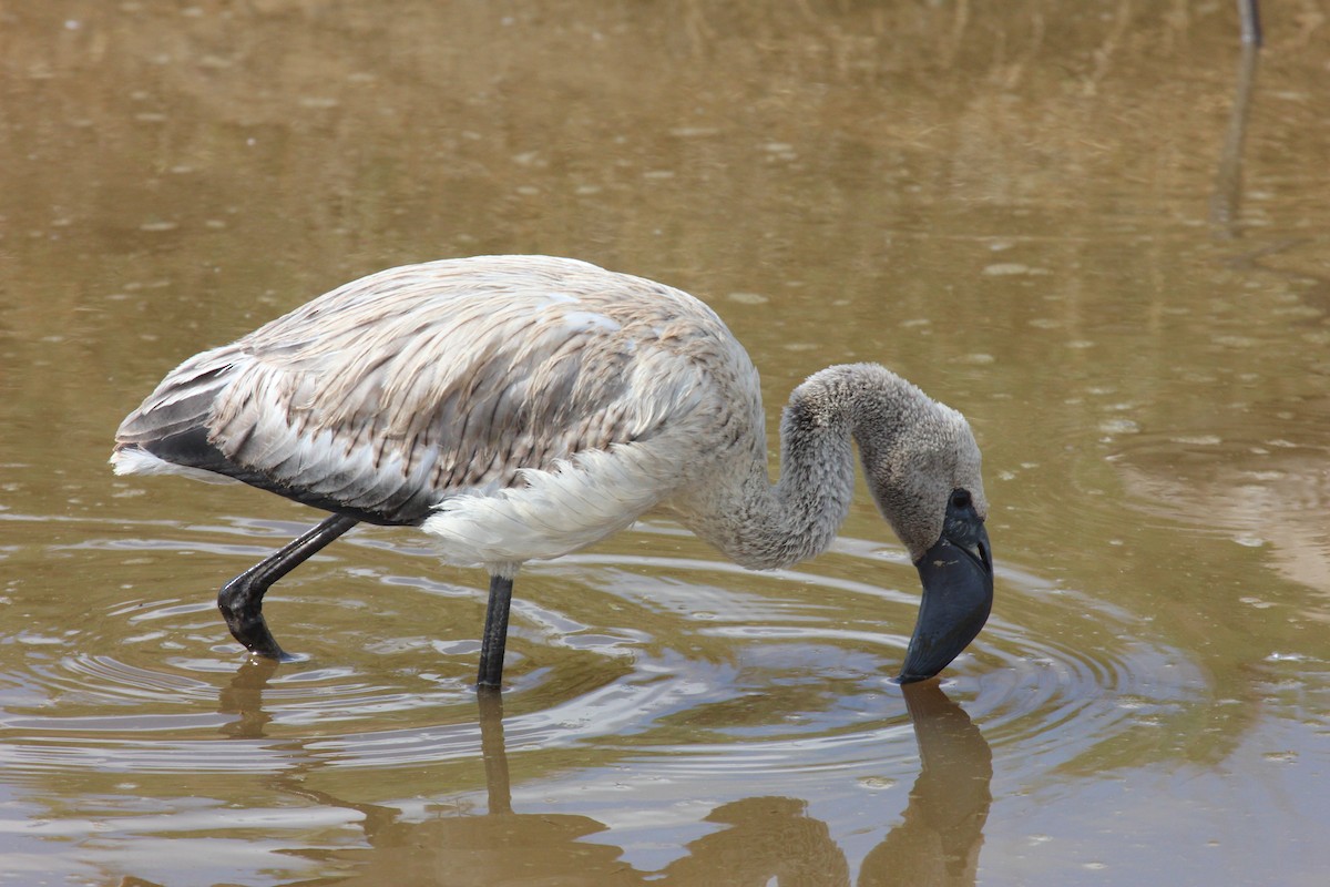 Lesser Flamingo - ML641175495