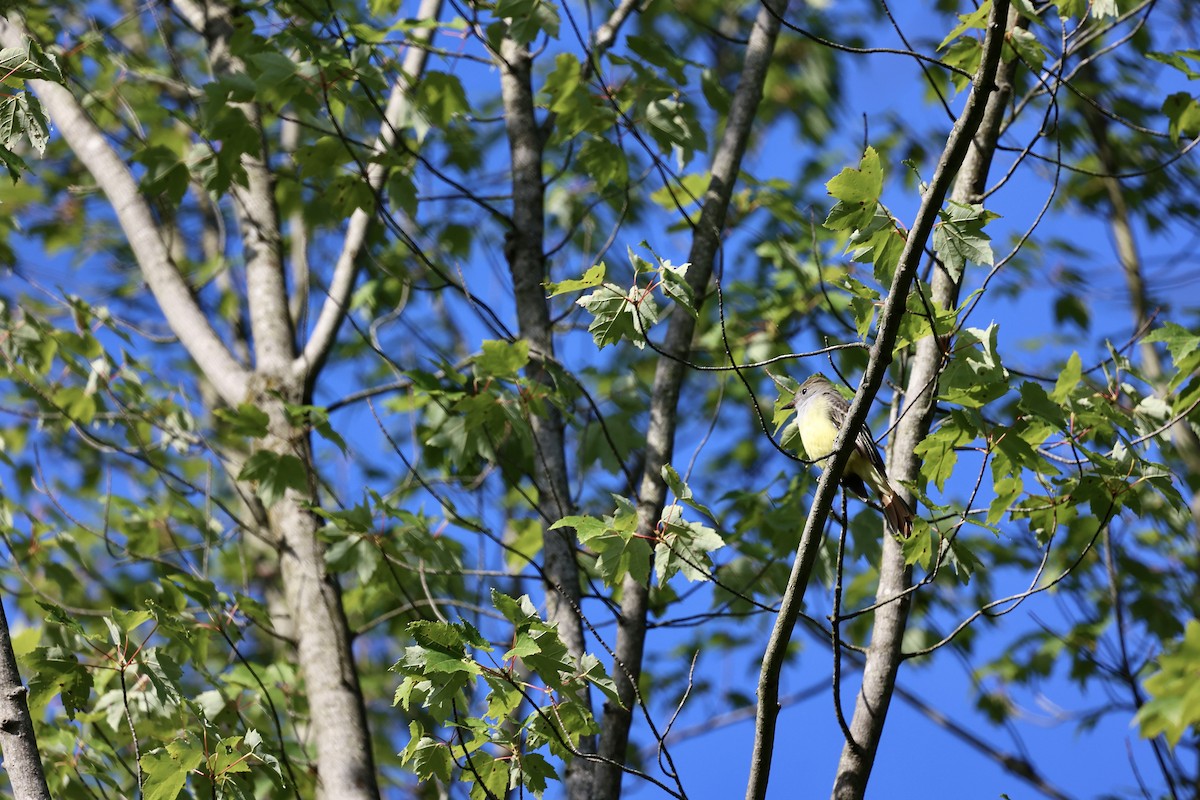 Great Crested Flycatcher - ML641175533