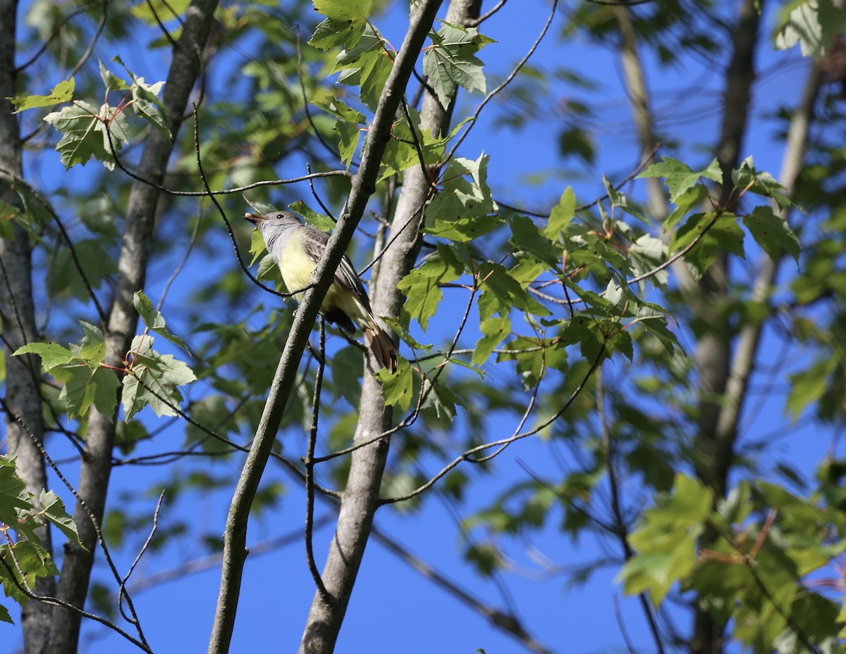 Great Crested Flycatcher - ML641175536