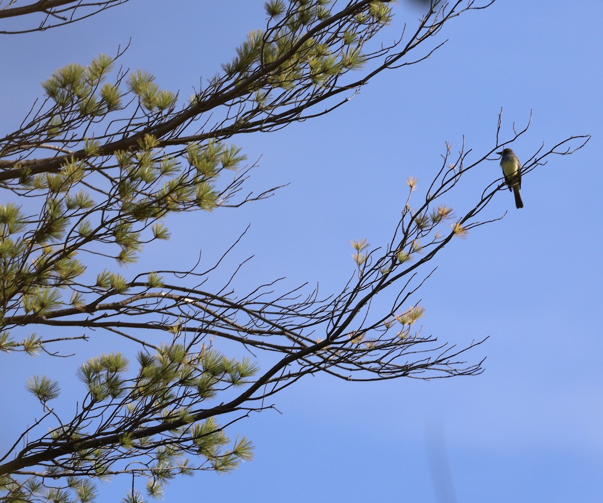 Great Crested Flycatcher - ML641175541