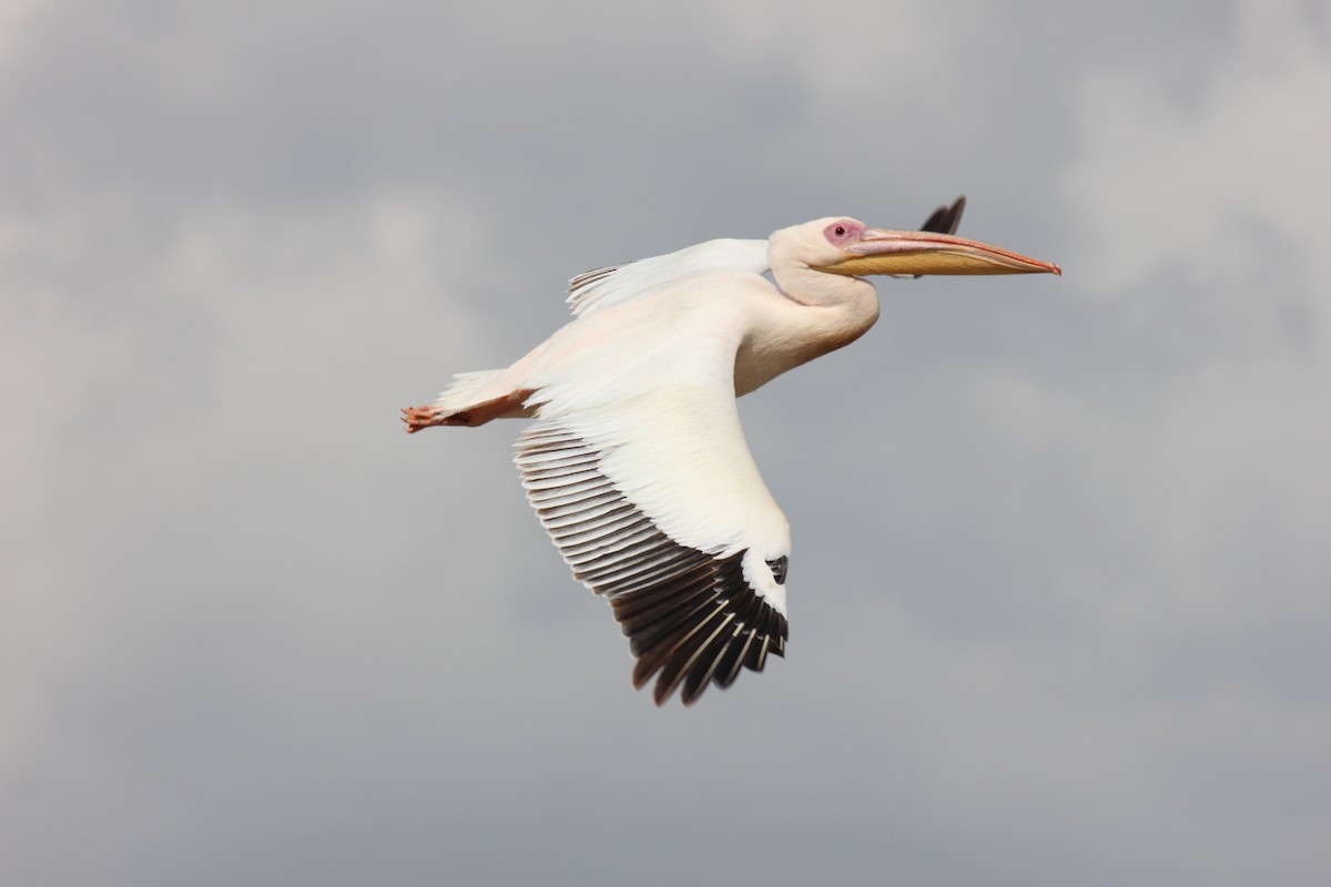 Great White Pelican - ML641175579