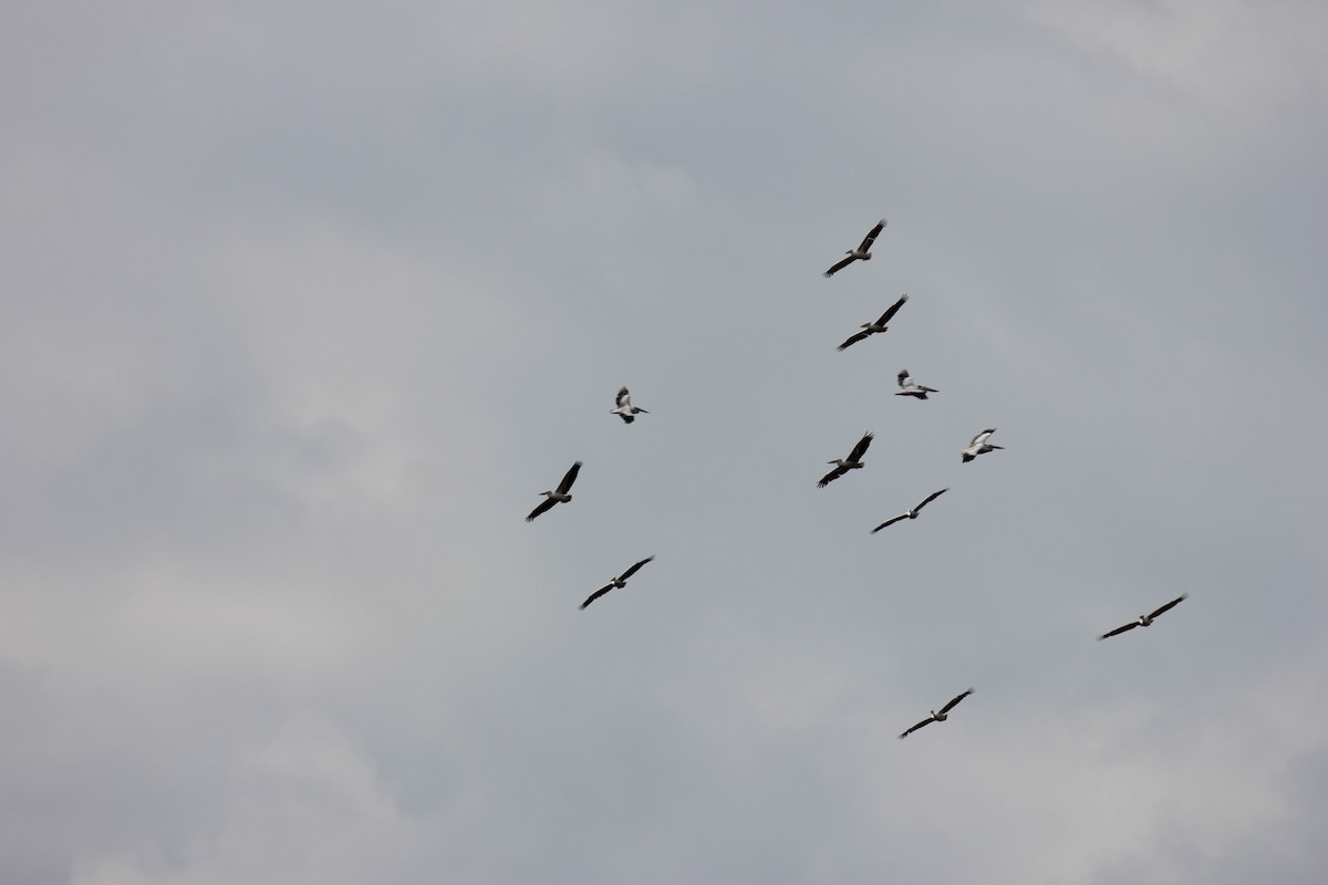 Great White Pelican - ML641175580
