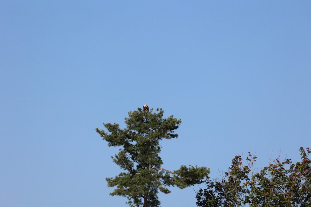 Bald Eagle - ML641175585