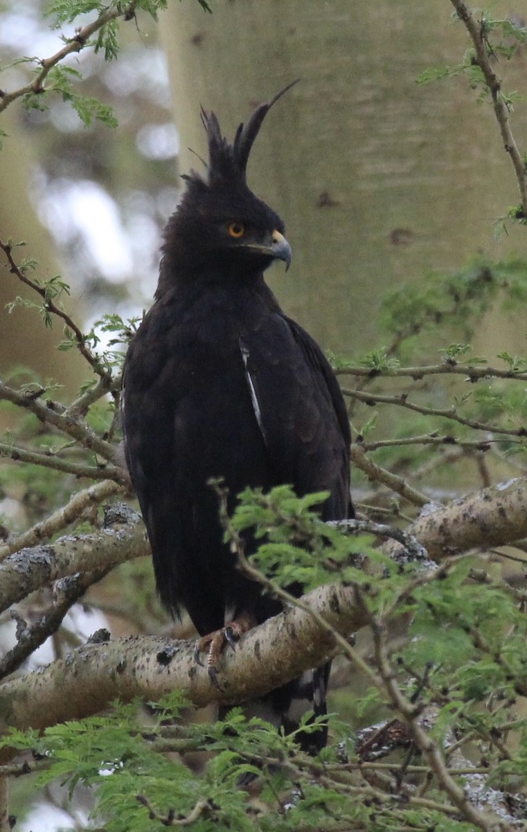 Long-crested Eagle - ML641175595